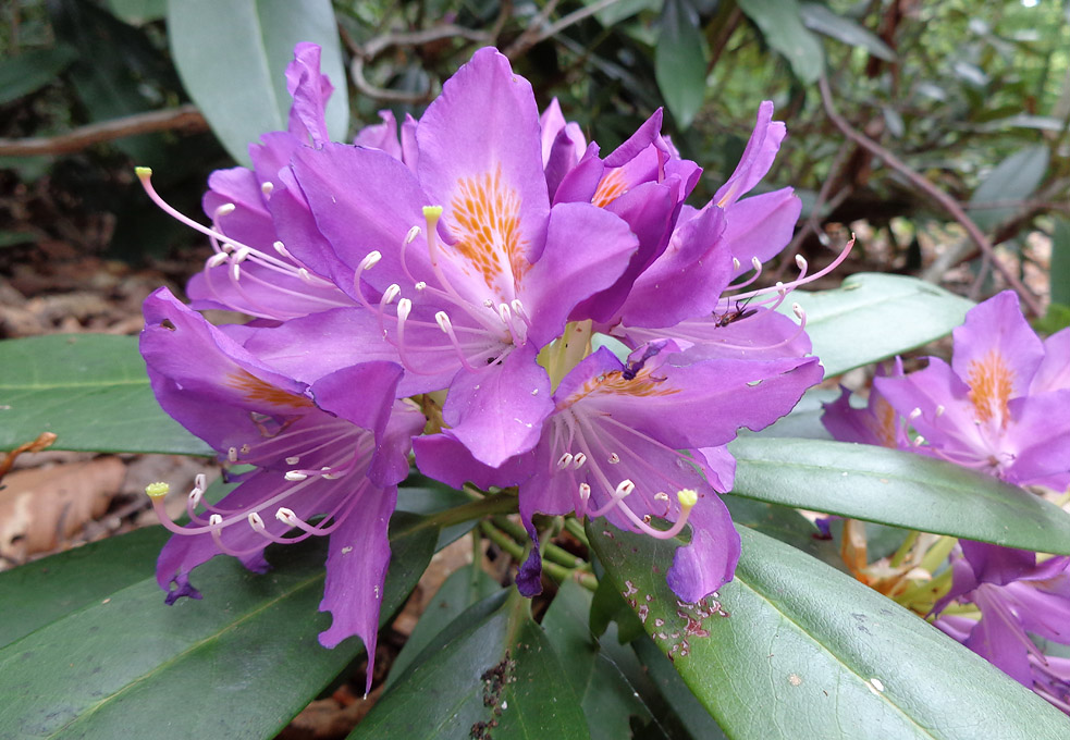 Sea Botanical Tour (Bulgaria)